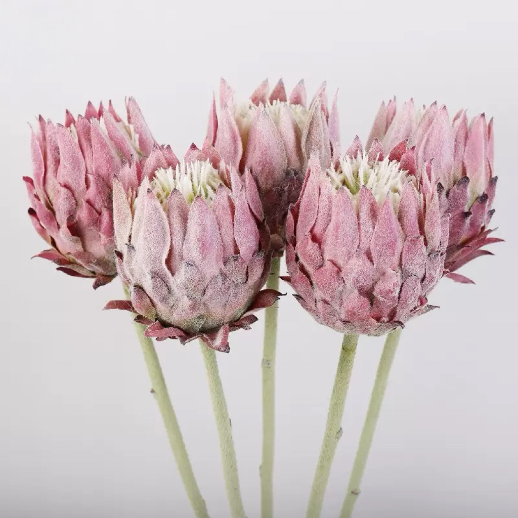 Hyper-Realistic Artificial Nordic Thistle - 6 Stems per Set